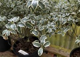 Image result for Pittosporum tenuifolium