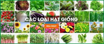 địa Chỉ Mua Hạt Giống Chất Lượng Tại Hồ Chi Minh