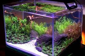Dengan mengenali perbedaan itu diharapkan kita bisa menanam tanaman aquascape dengan baik dan diharapkan bisa tumbuh dengan sempurna sesuai dengan perencaan awal pada saat akan membuat aquascape. 7 Cara Membuat Tanaman Akuarium Tumbuh Cepat Gerava Ikan Hias Burung Kicau Kucing Anjing