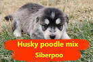Siberian Husky-Poo Puppies for Sale | Greenfield Puppies