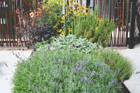 Don't remove more foliage than recommended above. Cut Back Your Herbs Seattle Urban Farm Company