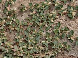 Image result for Alternanthera caracasana