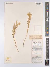 Image result for Afrohybanthus afer