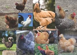 They do not typically live as long as regular chickens, although there are some environmental facts that can affect their life expectancy. The Beauty Of Bantam Chickens Murray Mcmurray Hatchery Blog