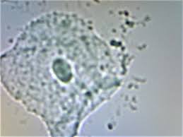 Check spelling or type a new query. Cheek Cell In Interphase No Stain Still Learning Am I Seeing Anything Of Significance In That Nucleus How About Those Dark Marks At Either End Of The Nucleus Microbiology