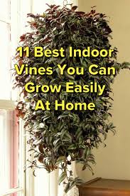 Page Not Found Indoor Vines Plants Indoor Climbing Plants