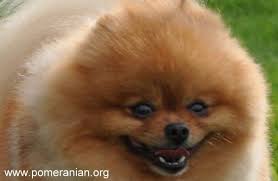 Black And Brown Pomeranian Price Pomeranian Teeth Pomeranian Tooth Loss Pomeranian Puppy Pomeranian Dog Puppies