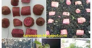 Cara unik tanam ubi dalam karung panen melimpah dengan metode hcs. Food Lifestyle Education Parenting Diy Cararesepi