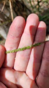 Image result for Sacciolepis indica