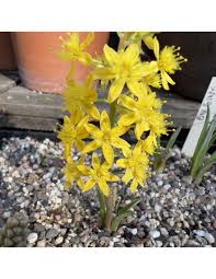 Image result for Litanthus pusillus