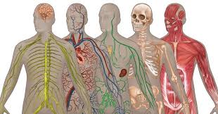 10 Major Organ Systems In The Human Body Bodybuilding Wizard