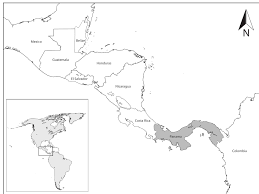 Image result for Microcharis asparagoides