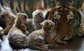 Tigers can have up to 7 cubs but usually 3 to 4. Chinese Zoo Debut Rare Tiger Cubs With Beautiful Images Daily Mail Online