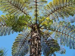 Image result for Cyathea mossambicensis