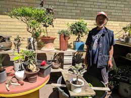 Click 2 pickup address at 1955 south road. Bonsai Man Handcrafted Bonsai Only In Toronto
