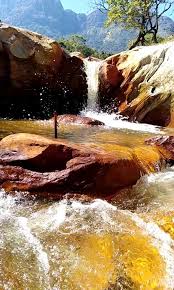 Image result for Decorsea schlechteri