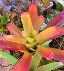 Image result for Rytigynia sp. G