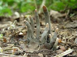 Dead man's fingers are fungi. From The Grave Dead Man S Fingers Alliance For The Chesapeake Bay