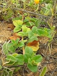 Image result for Boerhavia repens