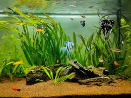 Top 5 Must-Have Sword Plants for Your Planted Tank – Splashy Fish