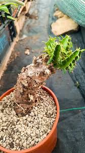 Image result for Euphorbia mlanjeana