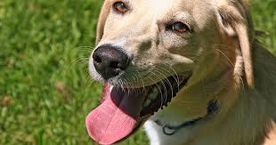 Is Your Dog Panting Too Much Care Com
