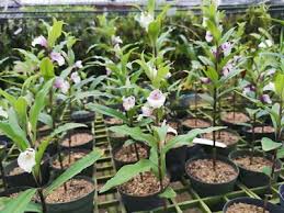 Image result for Brachycorythis