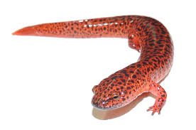 Afterwards, sulley and mike expose mr. Red Salamander Wikipedia