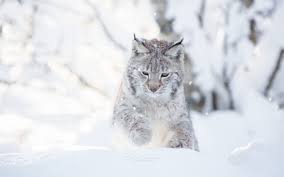 1920x1200 bilder leopard groã e katze tiere 1920x1200. Wilde Katze Winter Schnee Luchs 1080x1920 Iphone 8 7 6 6s Plus Hintergrundbilder Hd Bild