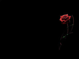 Black And Red Rose Wallpaper Background Red Rose Black Background Wallpaper Black And Red Roses Black Background Photography