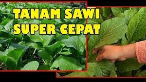 Jenis cabe yang di tanam oleh petani indonesia pun beragama. Tis Cara Baru Tanam Sawi Organik Subur Murah Berkah Tomat Cabe Cheap Easy Growing Mustard Green Youtube
