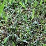 Another option is to rake through it to. Slime Mold Control Getting Rid Of Slime Molds In Garden Mulch