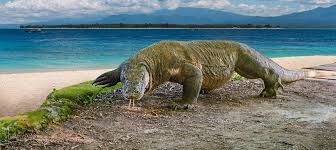 Komodo ditemukan oleh peneliti barat th. Konflik Komodo Dengan Manusia Di Taman Nasional Komodo Kenapa Masih Terjadi Mongabay Co Id