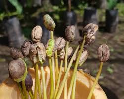 The absolute best way to use coffee grounds on your houseplants is to compost! Get To Know The Coffee Plant Perfect Daily Grind