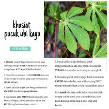 Tengah dan pucuk batang ubi kayu. Misrayin Majit Sayur Saya Hari Ini Sedikit Info Facebook
