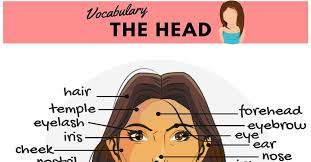 Nape, head, neck, shoulder blade, arm, elbow. Parts Of The Face Useful Face Parts Names With Pictures 7esl