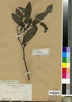 Image result for Monanthotaxis buchananii