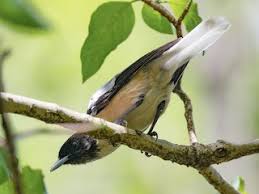 Image result for Marquesia macroura