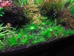 Image result for Eriocaulon