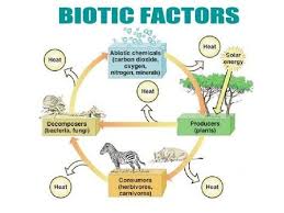 Biotic And Abiotic Factors In An Ecosystem Video Locality Factors Biotic Factors In Detail Forestrypedia Biotic Abiotic Ecosystems