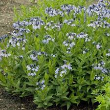 Amsonia blue star are attractive medium sized plants that can grow from 60 to 90 cm in height. Blue Ice Amsonia Plants For Sale Blue Star Free Shipping