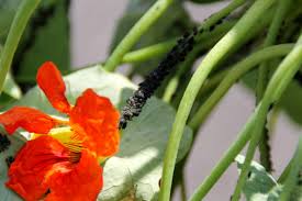 Some express their neighborliness by repelling insects. Plants That Naturally Repel Aphids Controlling Aphids With Plants