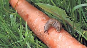 A family of slugs can devastate your vegetable garden in a matter of days. Gardening Slugging It Out With Slugs