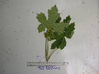 Image result for Astropanax myrianthus