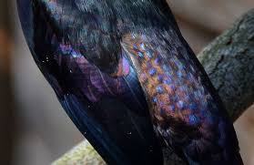 Birds Of A Feather 2 Off The Beaten Path Birds Of A Feather 2 Nature Inspiration Iridescent Bird Feathers