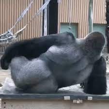 Gorila Ass GIF - Gorila Ass Culo De Gorilla - Discover & Share GIFs