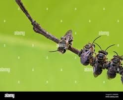 Image result for Lipotriche