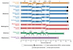 Image result for Filoviridae