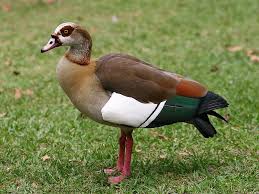 Image result for nile goose