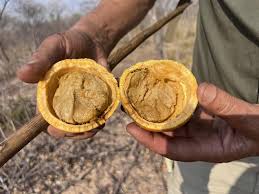 Image result for Strychnos cocculoides